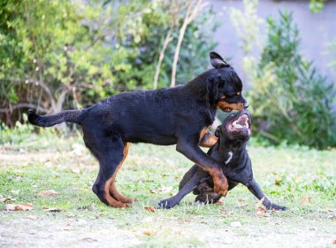 Puppt staffordshire Boğa Teriyeri ve Rottweiler bahçede oynuyorlar.