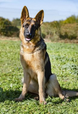 Genç Alman çoban köpeği itaat eğitimi alıyor.