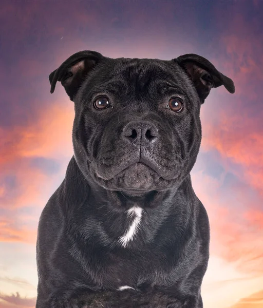 Staffordshire Tjur Terrier Framför Solnedgången Bakgrund — Stockfoto