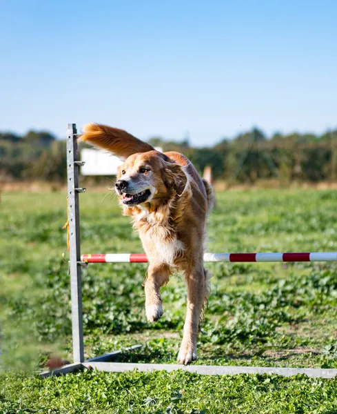 Saltando Golden Retriever Entrenamiento Obediencia —  Fotos de Stock