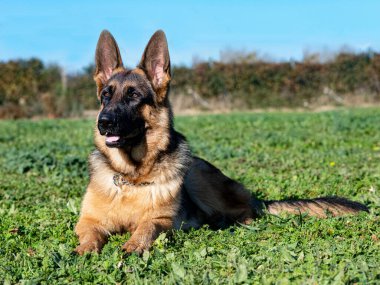 Genç Alman çoban köpeği itaat eğitimi alıyor.