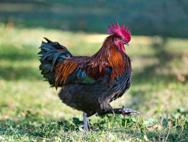Brahma ve Marans tavuk bahçede yürüyor