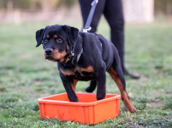 Jovem Cachorro Rottweiler Formação Para Segurança Natureza — Fotografia de Stock