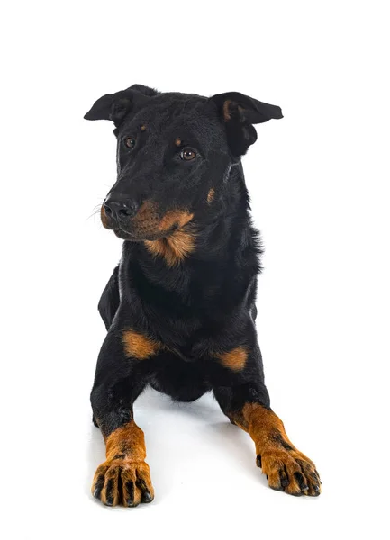 Schäferhund Aus Beauce Vor Weißem Hintergrund — Stockfoto