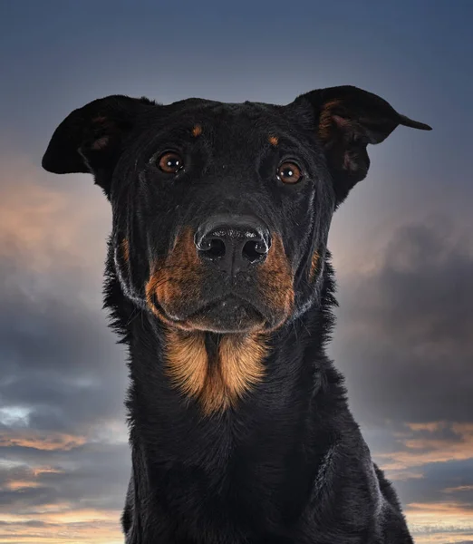 Cão Pastor Beauce Frente Céu Noite — Fotografia de Stock