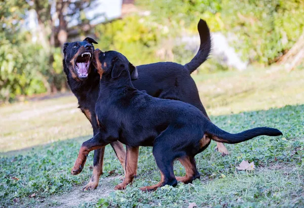 Francuski Pasterz Rottweiler Spacery Zabawy Przyrodzie — Zdjęcie stockowe