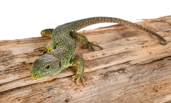 Lézard Vert Occidental Devant Fond Blanc — Photo