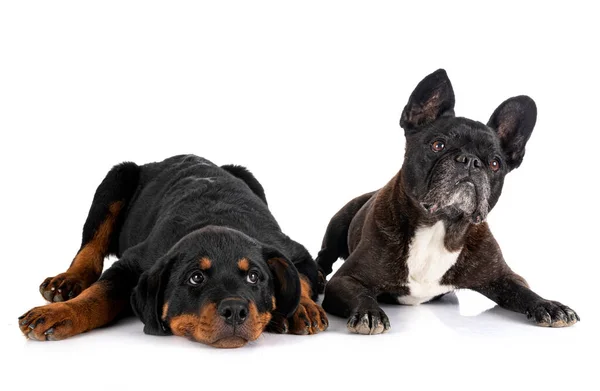 Französische Bulldogge Und Welpe Rottweiler Vor Weißem Hintergrund — Stockfoto