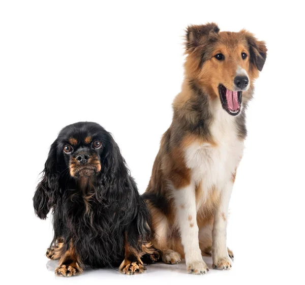 Shetland Sheepdog Cavalier Koning Charles Voorkant Van Witte Achtergrond — Stockfoto