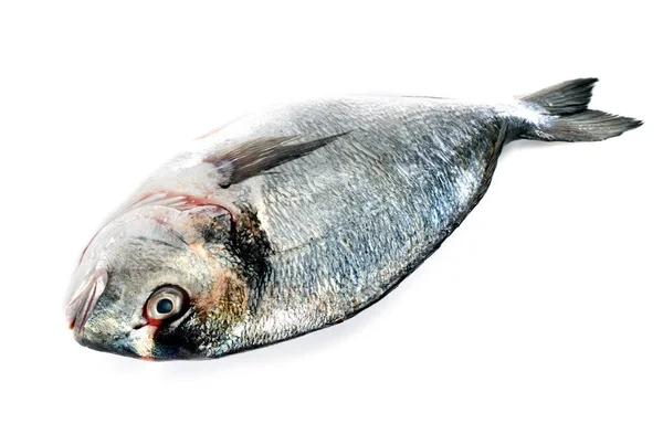 Gilt Head Bream Front White Background — Stock Photo, Image