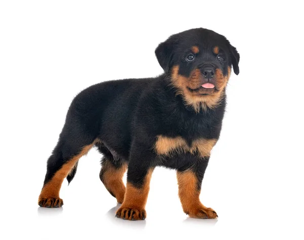 Cachorro Rottweiler Frente Fondo Blanco —  Fotos de Stock