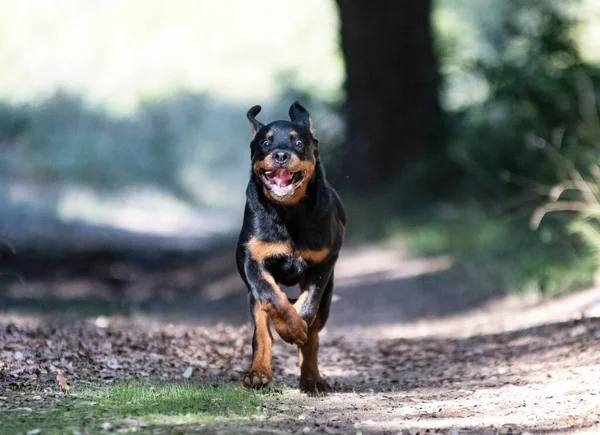Szczeniak Rottweiler Działa Przyrodzie Jesienią — Zdjęcie stockowe