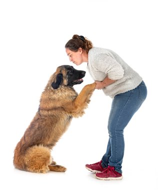 Genç Leonberger ve beyaz arkaplan sahibi
