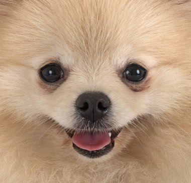Beyaz arkaplan önünde genç pomeranian