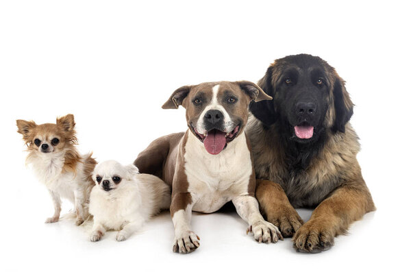 four dogs  in front of white background