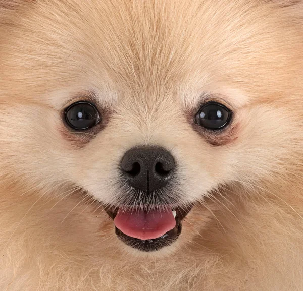 Jong Pomeranian Voorkant Van Witte Achtergrond — Stockfoto