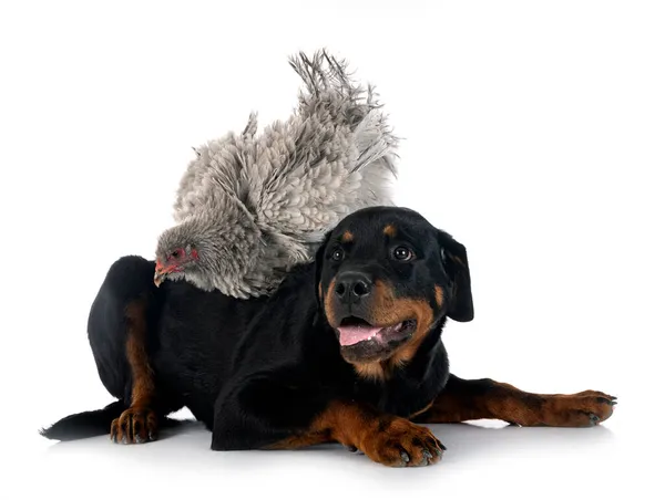 Curly Brahma Rottweiler Front White Background — Stock Photo, Image