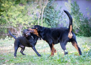 Puppt staffordshire Boğa Teriyeri ve Rottweiler bahçede oynuyorlar.