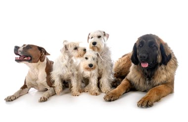 Beyaz arkaplan önünde bir grup köpek