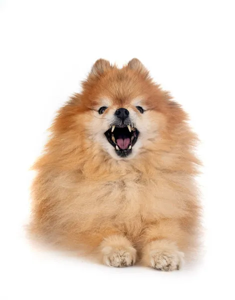 Hnědá Pomeranian Před Bílým Pozadím — Stock fotografie