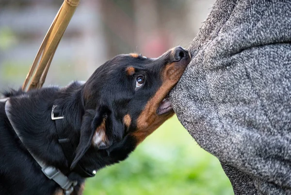 young puppy rottweiler training for security in nature