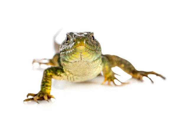 Western Green Lizard Front White Background — Stock Photo, Image