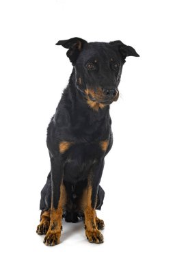 Beyaz arka planda Beauce 'den gelen çoban köpeği