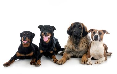 Beyaz arkaplan önünde büyük köpekler