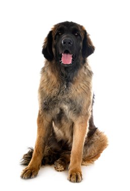 Genç Leonberger beyaz arkaplanın önünde