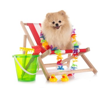 Beyaz arkaplan önünde genç pomeranian