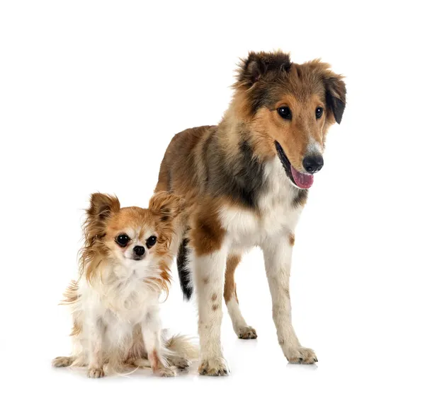 Shetland Sheepdog Chihuahua Front White Background — Stock Photo, Image