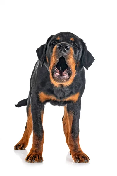 Kiskutya Rottweiler Előtt Fehér Háttér — Stock Fotó