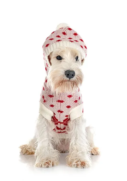 Mini Weißer Schnauzer Vor Weißem Hintergrund — Stockfoto