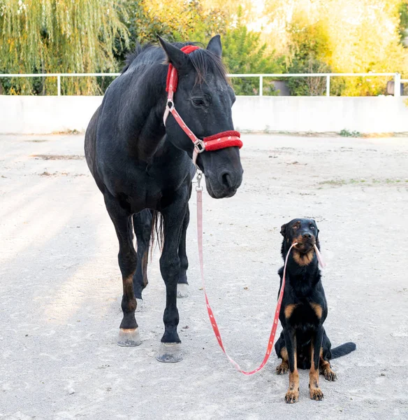 Siyah Aygır Bir Fransız Çoban Köpeğinin Elinde — Stok fotoğraf