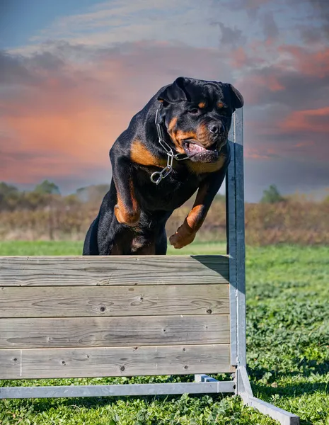 Genç Rottweiler Sahibi Ile Antrenman Yapıyor — Stok fotoğraf