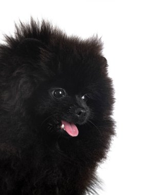 Beyaz arkaplan önünde genç pomeranian