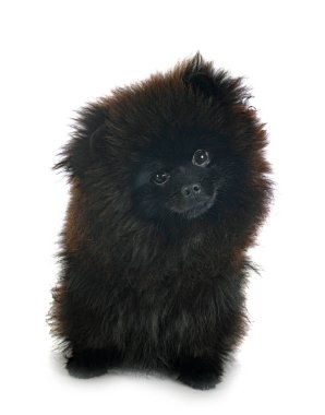 Beyaz arkaplan önünde genç pomeranian