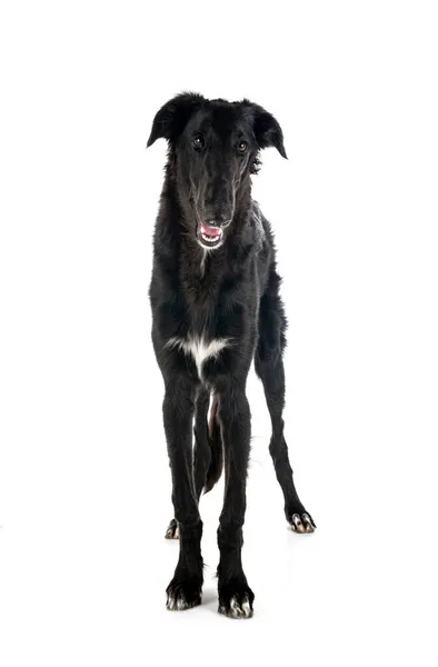 Young Borzoi Front White Background — Stock Photo, Image