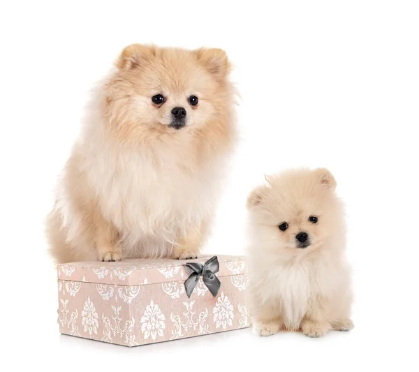 Young Pomeranians Front White Background — Stock Photo, Image