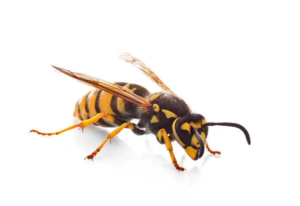 Beyaz Arkaplan Önünde Vespula Germanica — Stok fotoğraf