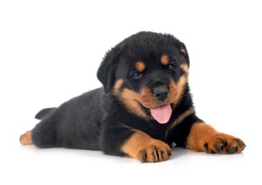 Beyaz arkaplan önünde köpek yavrusu rottweiler