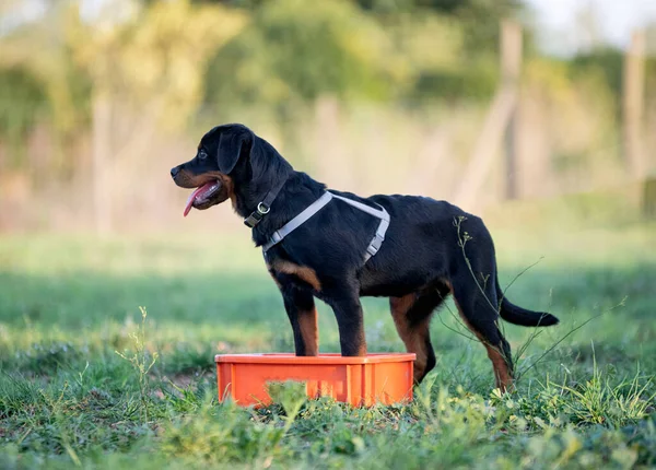 Ung Valp Rottweiler Utbildning Naturen — Stockfoto