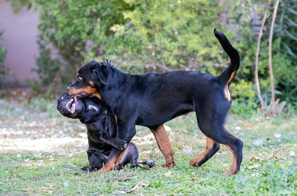 Puppt Staffordshire Boğa Teriyeri Rottweiler Bahçede Oynuyorlar — Stok fotoğraf