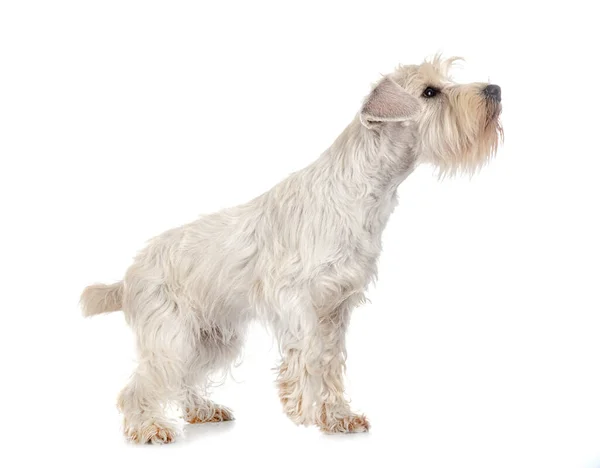 Miniatuur Witte Schnauzer Voorkant Van Witte Achtergrond — Stockfoto