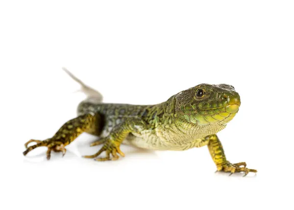 Lézard Vert Occidental Devant Fond Blanc — Photo