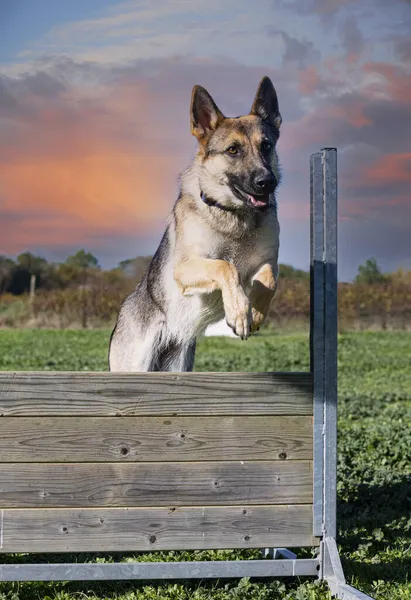 German Shepherd Training His Owner — Stock Photo, Image