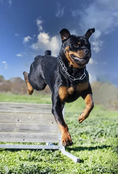 Giovane Rottweiler Formazione Nel Con Suo Proprietario — Foto Stock