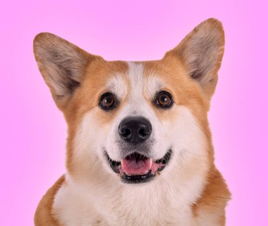 Pembroke Galsh Corgi pembe arkaplan önünde