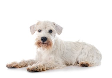 Beyaz arkaplan önünde minyatür beyaz schnauzer