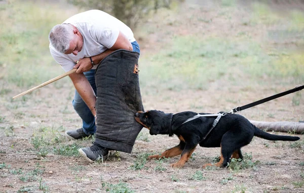 Young Puppy Rottweiler Training Nature — Stock Photo, Image